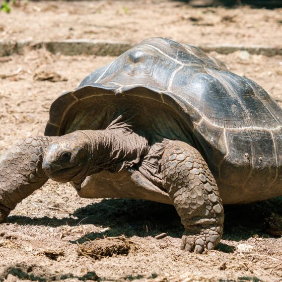 Les Seychelles, un paradis pour les tortues géantes