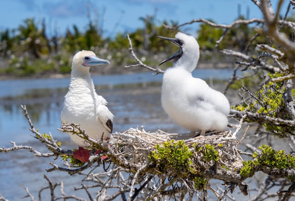 Une colonie d’oiseaux marins aux Seychelles - Alizes Kreol