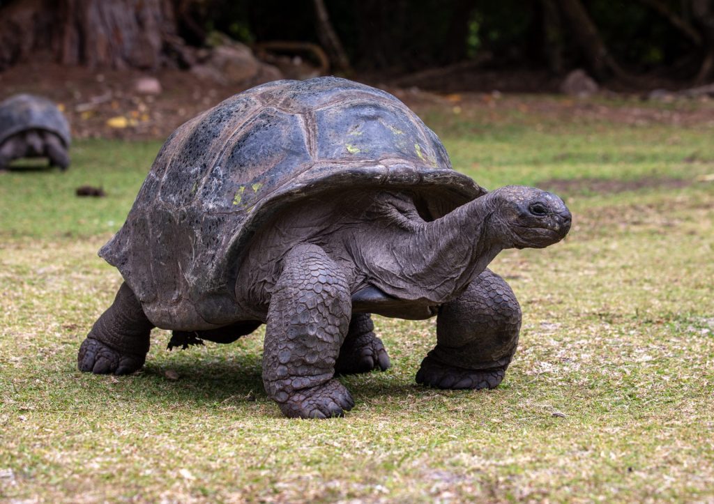 Sur Aldabra, l’une des plus grandes colonies de tortues géantes au monde - Alizes Kreol