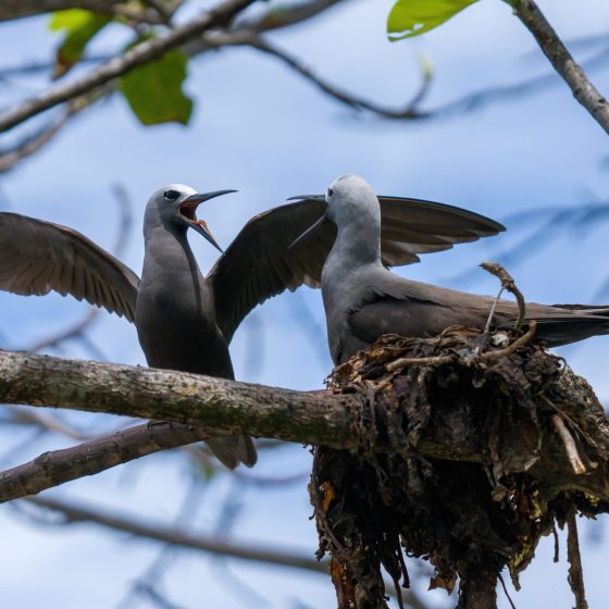 Observation d’oiseaux exotiques aux Seychelles - Les Alizes Kreols