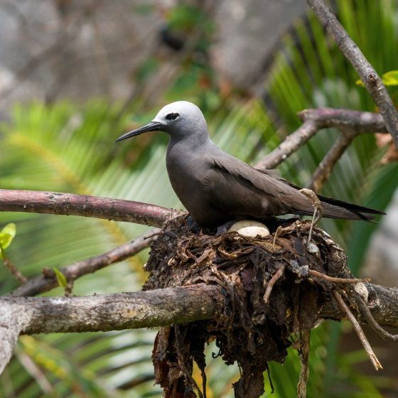 Exotic bird watching in Seychelles with the travel agency Les Alizes Kreols