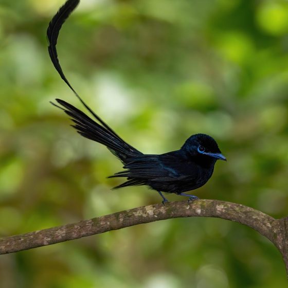 La veuve noire, le célèbre oiseau noir des Seychelles - Les Alizés Kreols